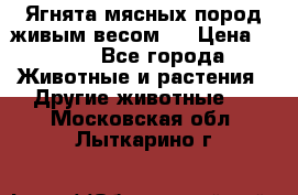 Ягнята мясных пород живым весом.  › Цена ­ 125 - Все города Животные и растения » Другие животные   . Московская обл.,Лыткарино г.